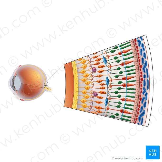 Rod cell (Neuron bacilliferum); Image: Irina Münstermann