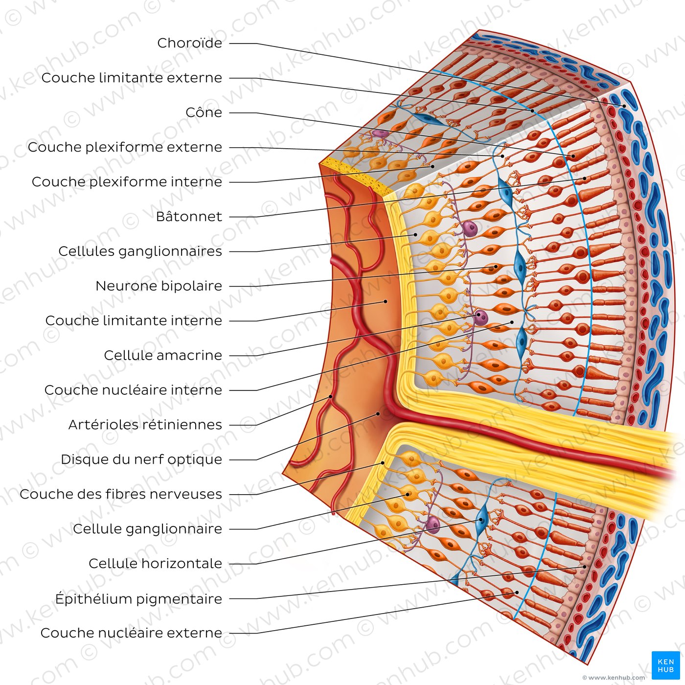 Couches et cellules de la rétine (schéma)