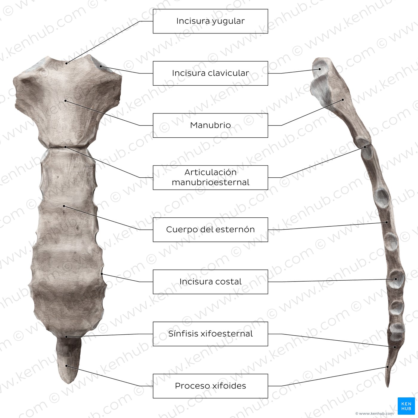 Overview of the sternum (lateral and anterior view)