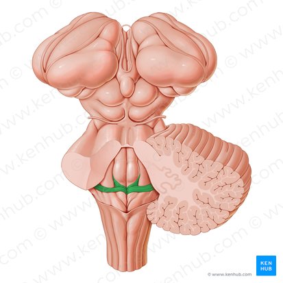 Medullary striae of fourth ventricle (Striae medullares ventriculi quarti); Image: Paul Kim