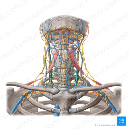 Inferior deep lateral cervical lymph nodes (Nodi lymphoidei cervicales laterales profundi inferiores); Image: Yousun Koh