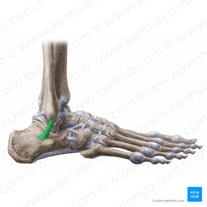 Calcaneofibular ligament (Ligamentum calcaneofibulare); Image: Liene Znotina