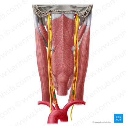 Ganglion cervicothoracicum (Hals-Brustkorb-Ganglion); Bild: Yousun Koh
