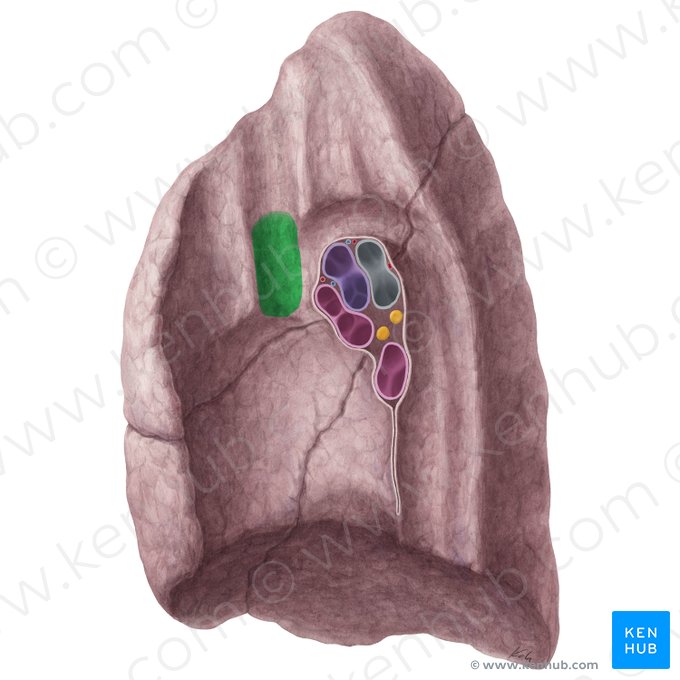 Impressio venae cavae superioris pulmonis dextri (Abdruck der oberen Hohlvene der rechten Lunge); Bild: Yousun Koh