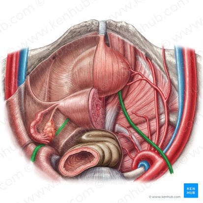 Pelvic part of ureter (Pars pelvica ureteris); Image: Samantha Zimmerman