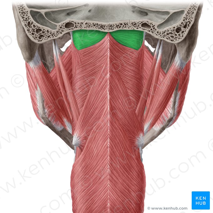 Fascia pharyngobasilaris (Rachen-Schädelbasis-Faszie); Bild: Yousun Koh