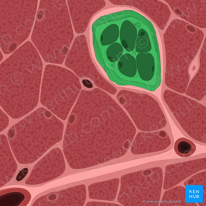 Fusus neuromuscularis (Muskelspindel); Bild: Tal Bavli Ziv