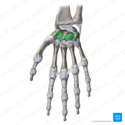 Ligamenta intercarpea palmaria (Hohlhandseitige Handwurzelknochen-Bänder); Bild: Yousun Koh