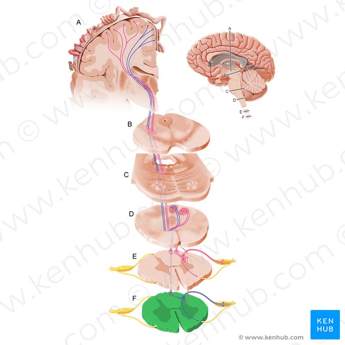 Pars lumbalis medullae spinalis (Lendenteil des Rückenmarks); Bild: Paul Kim