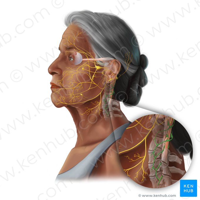 Cervical plexus (Plexus cervicalis); Image: Tal Bavli Ziv
