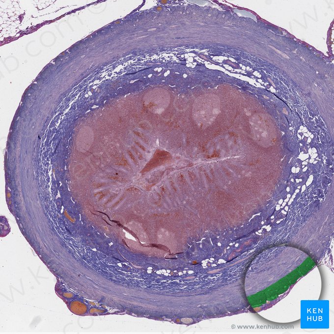 Stratum longitudinale externum tunicae muscularis (Äußere Längsmuskelschicht); Bild: 