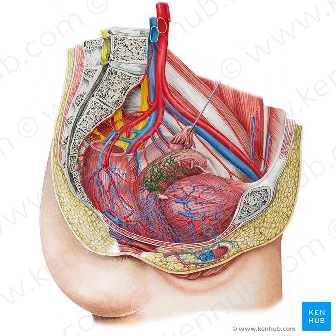 Uterine venous plexus (Plexus venosus uterinus); Image: Irina Münstermann