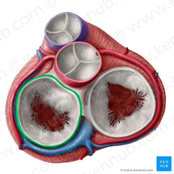 Fibrous ring of left atrioventricular valve (Anulus fibrosus valvae atrioventricularis sinistrae); Image: Yousun Koh