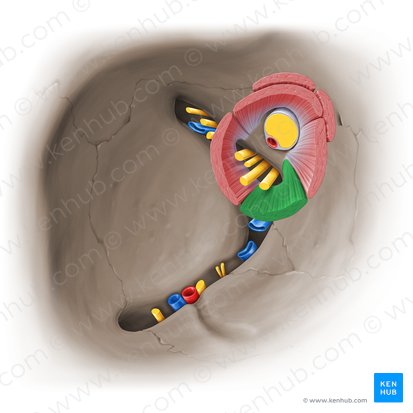 Inferior rectus muscle (Musculus rectus inferior); Image: Paul Kim