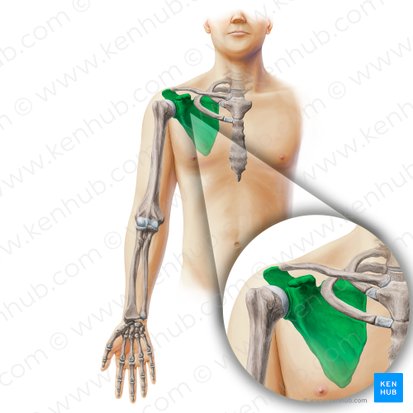 Scapula; Image: Paul Kim
