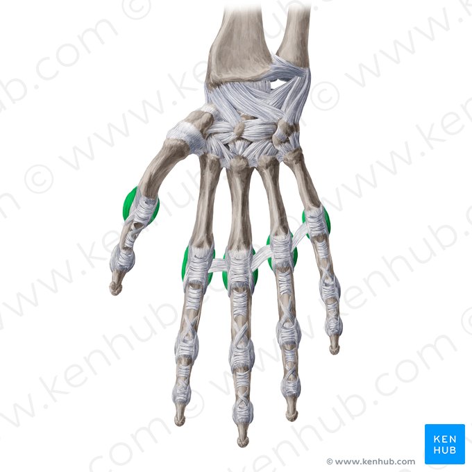 Collateral metacarpophalangeal ligaments (Ligamenta metacarpophalangea collateralia); Image: Yousun Koh