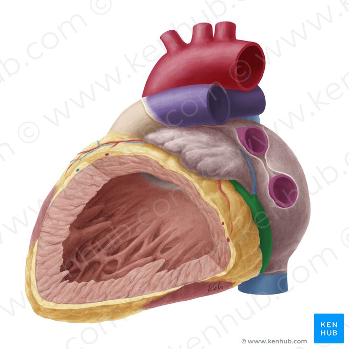 Coronary sinus (Sinus coronarius); Image: Yousun Koh