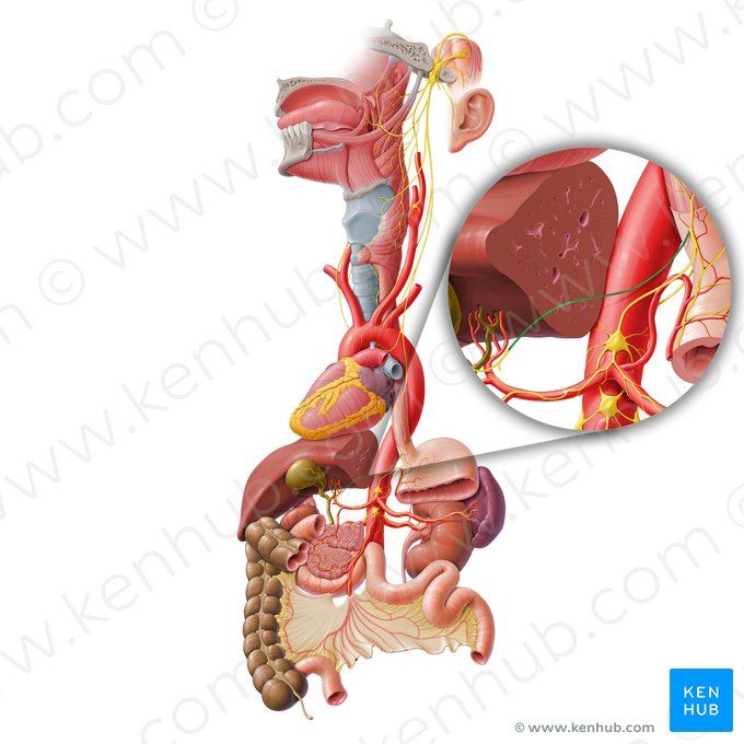 Hepatic branch of anterior vagal trunk (Ramus hepaticus trunci vagalis anterioris); Image: Paul Kim