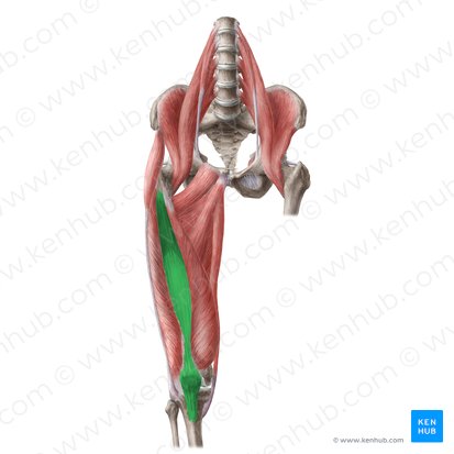 Musculus vastus intermedius (Mittlerer Oberschenkelmuskel); Bild: Liene Znotina