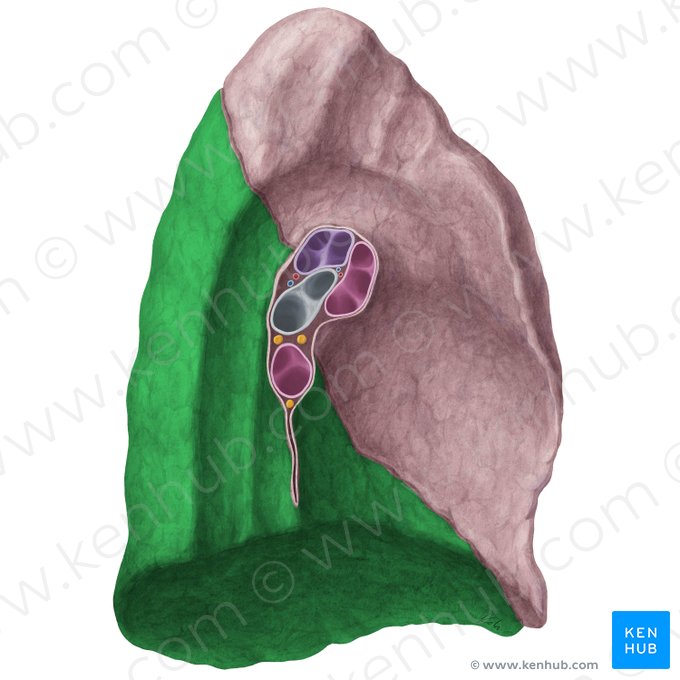 Lobus inferior pulmonis sinistri (Unterlappen der linken Lunge); Bild: Yousun Koh