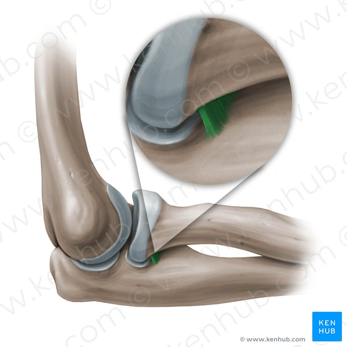 Quadrate ligament (Ligamentum quadratum); Image: Paul Kim