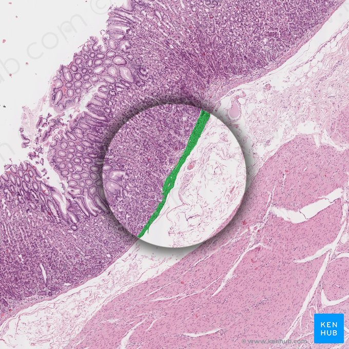 Muscularis mucosae (Lamina muscularis mucosae); Image: 