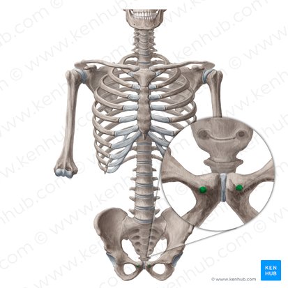 Pubic tubercle (Tuberculum pubicum); Image: Yousun Koh