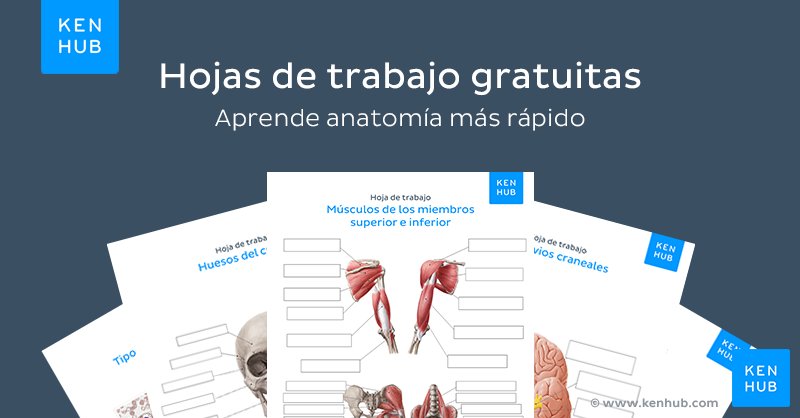 Hojas de trabajo de anatomía gratuitas. Descubre la colección completa a continuación.