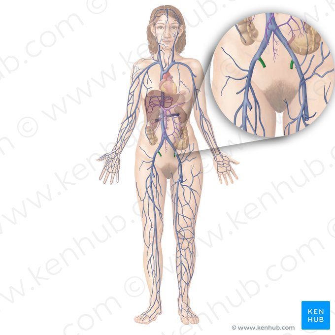 Internal iliac vein (Vena iliaca interna); Image: Begoña Rodriguez