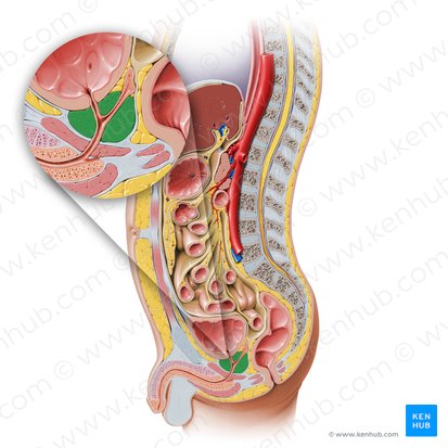 Prostate (Prostata); Image: Paul Kim