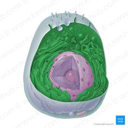 Citoplasma (Cytoplasma); Imagen: Paul Kim