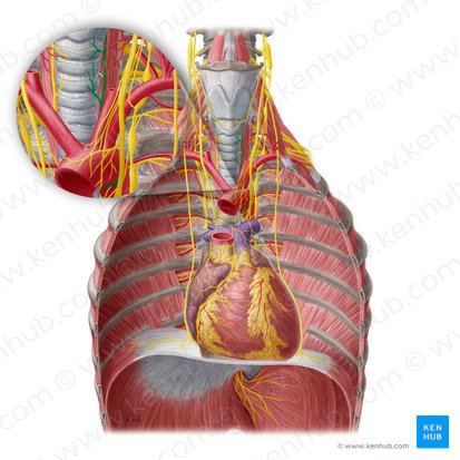 Left recurrent laryngeal nerve (Nervus laryngeus recurrens sinister); Image: Yousun Koh