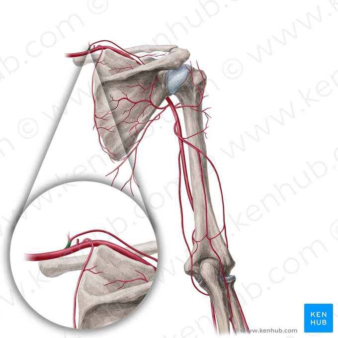 Truncus thyrocervicalis (Schilddrüsen-Hals-Stamm); Bild: Yousun Koh