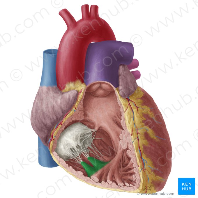 Anterior papillary muscle of right ventricle (Musculus papillaris anterior ventriculi dextri); Image: Yousun Koh