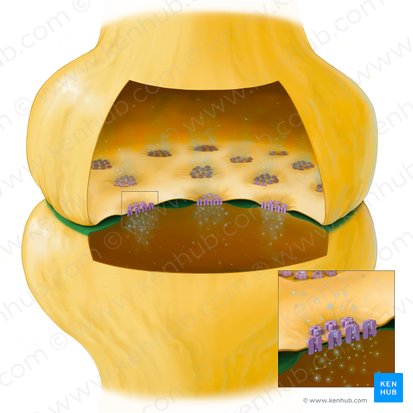 Postsynaptic membrane (Membrana postsynaptica); Image: Tal Bavli Ziv