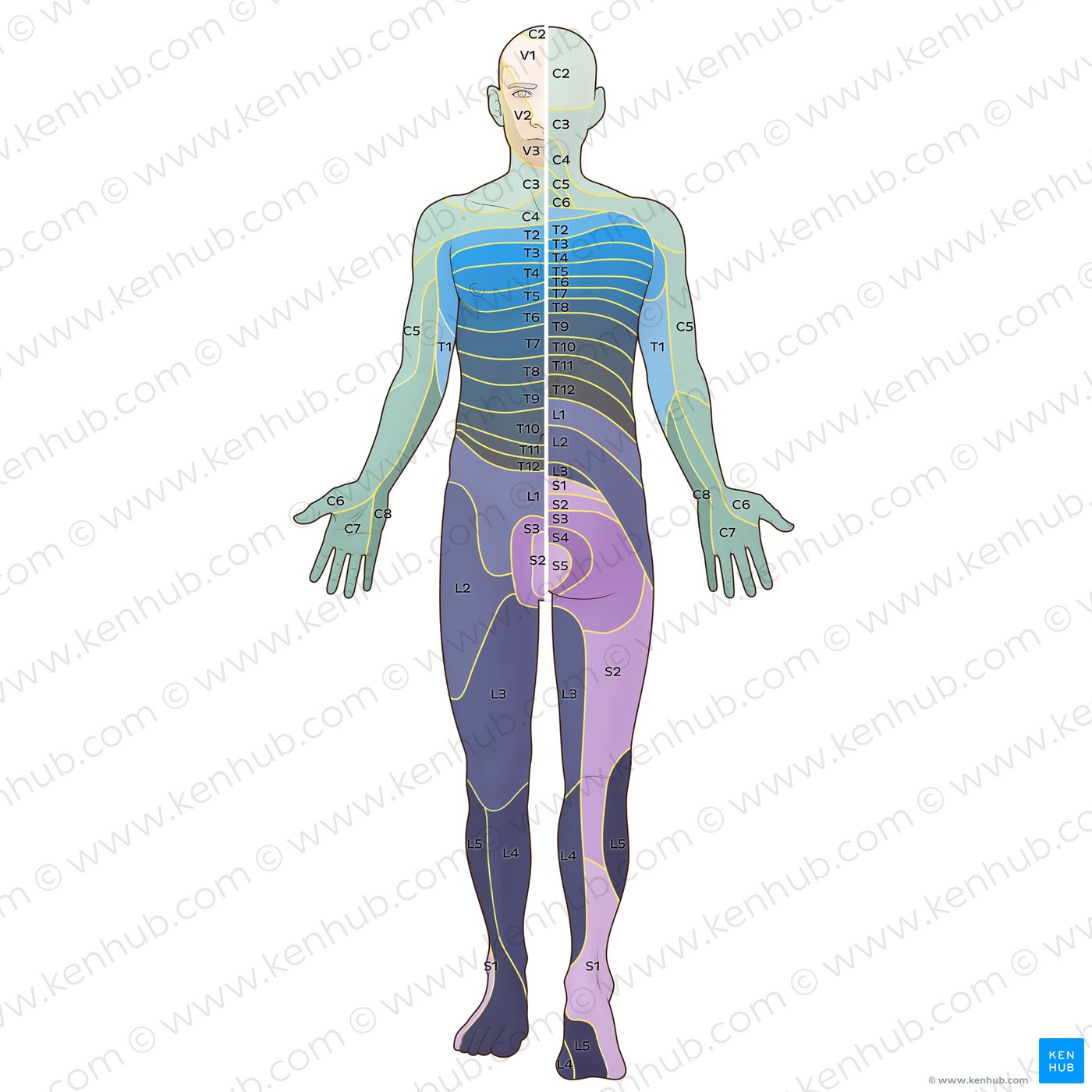 Visión general de la organización del mapa de dermatomas de Foerster