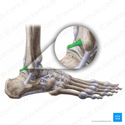 Ligamentum talofibulare posterius (Hinteres Sprungbein-Wadenbein-Band); Bild: Liene Znotina