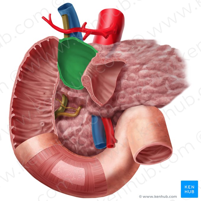 Superior part of duodenum (Pars superior duodeni); Image: Begoña Rodriguez