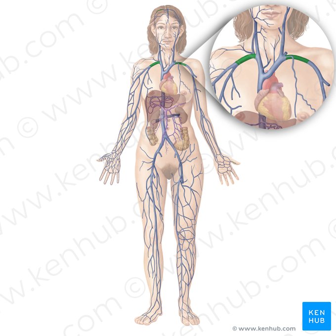Subclavian vein (Vena subclavia); Image: Begoña Rodriguez