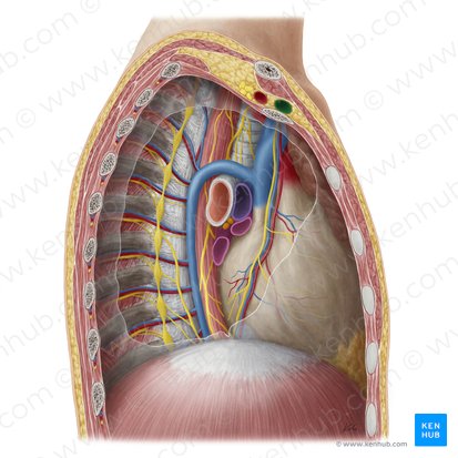 Subclavian vein (Vena subclavia); Image: Yousun Koh
