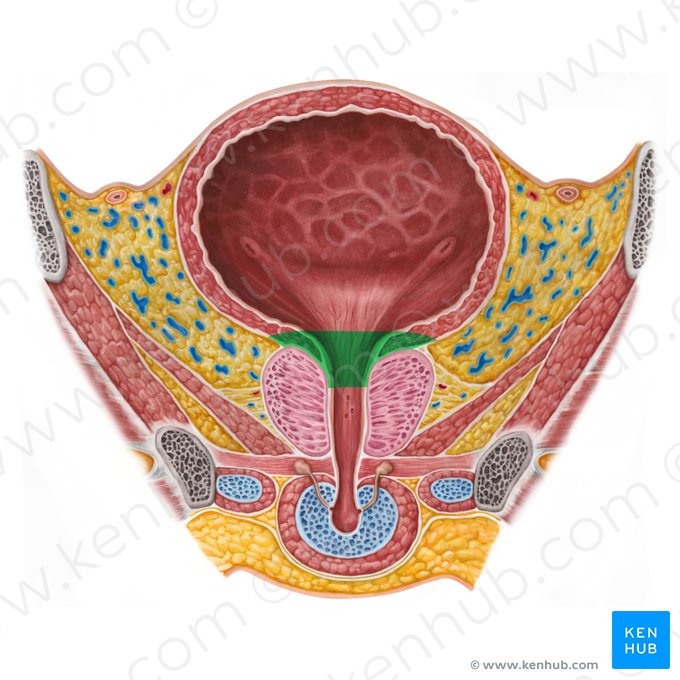 Neck of urinary bladder (Cervix vesicae urinariae); Image: Irina Münstermann