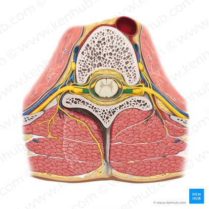 Radix posterior nervi spinalis (Hinterwurzel des Spinalnervs); Bild: Rebecca Betts
