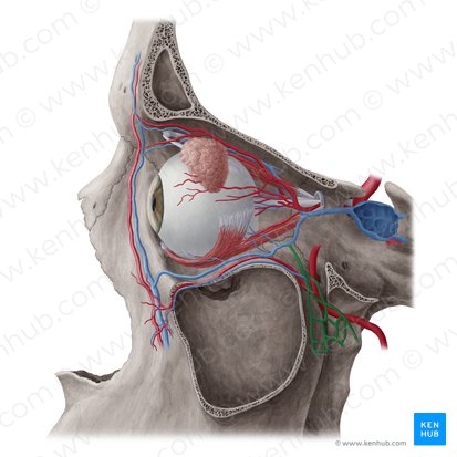Plexus venosus pterygoideus (Flügelvenengeflecht); Bild: Yousun Koh