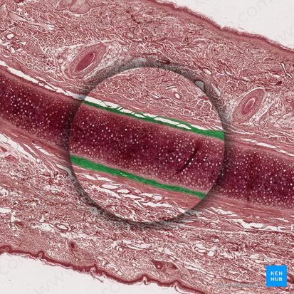Perichondrium (Knorpelhaut); Bild: 