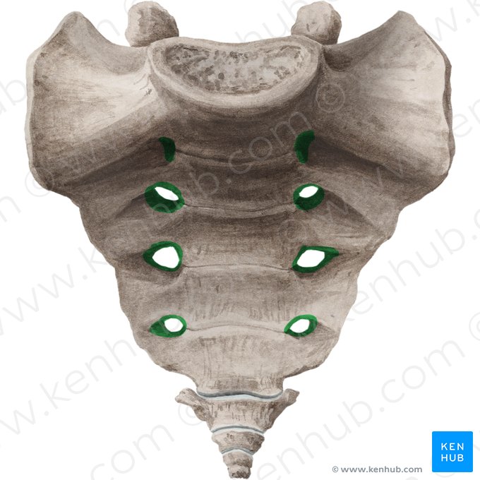Anterior sacral foramina (Foramina sacralia anteriora); Image: Liene Znotina