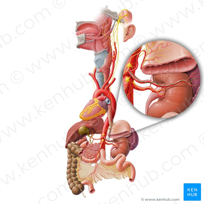 Splenic plexus (Plexus splenicus); Image: Paul Kim