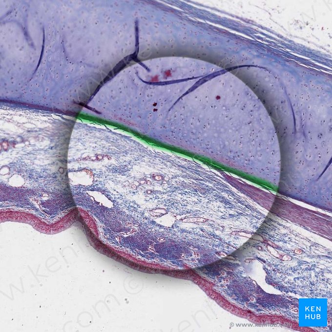 Perichondrium (Knorpelhaut); Bild: 