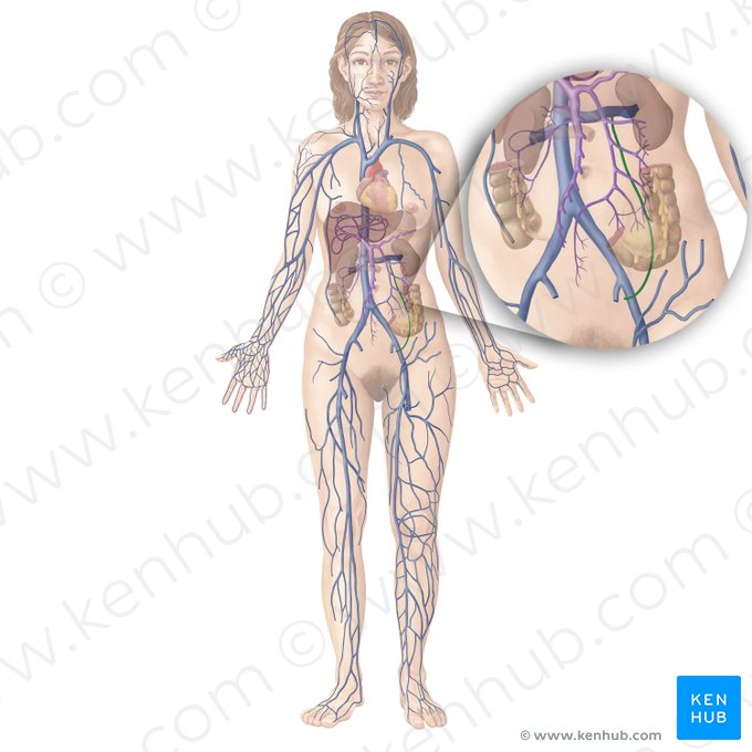 Ovarian vein (Vena ovarica); Image: Begoña Rodriguez