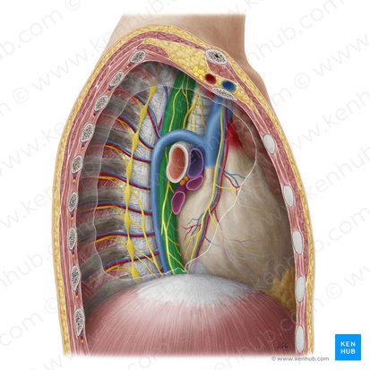 Esophagus (Oesophagus); Image: Yousun Koh