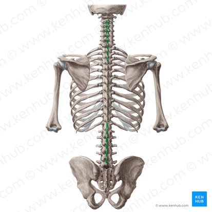 Interspinales muscles (Musculi interspinales); Image: Yousun Koh